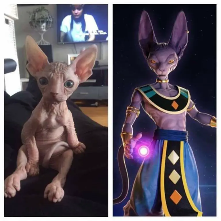 Comparison of Toriyama's Dragon Ball character Beerus with a Cornish Rex